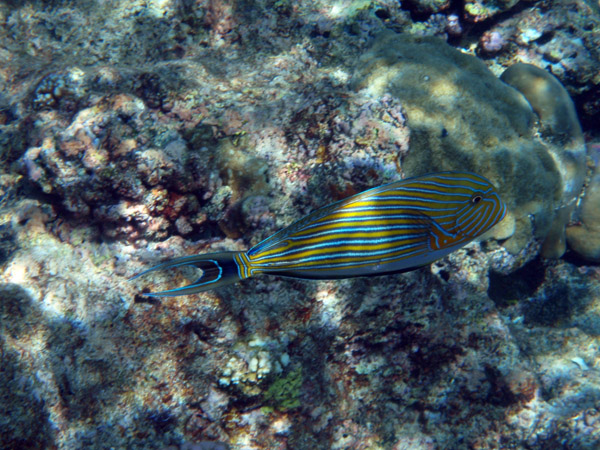 Striped surgeonfish (Acanthurus lineatus) Palau
