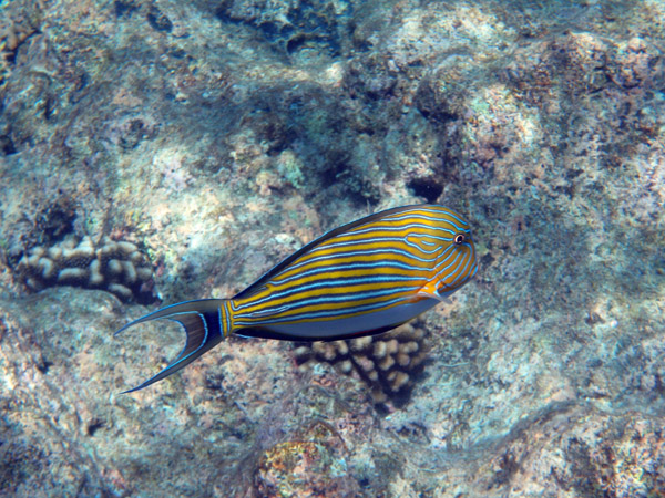 Striped surgeonfish (Acanthurus lineatus) Palau