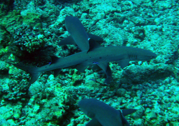 Three Whitetip Reef Sharks, Blue Corner, Palau