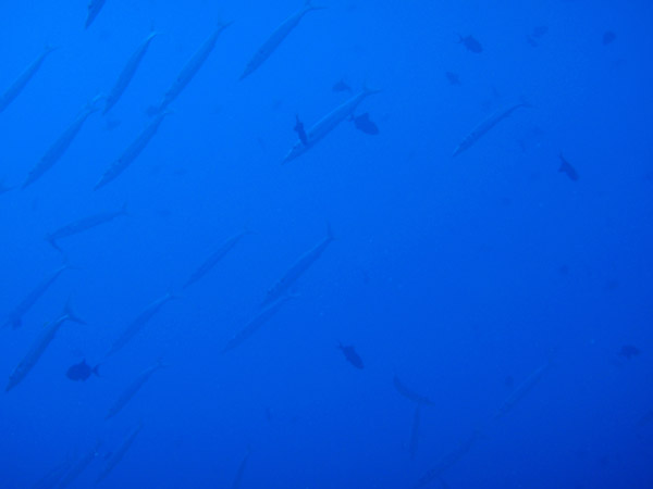 School of Barracuda, Blue Corner, Palau