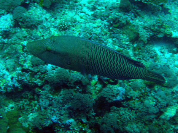 Napoleonfish (Cheilinus undulatus) Blue Corner, Palau