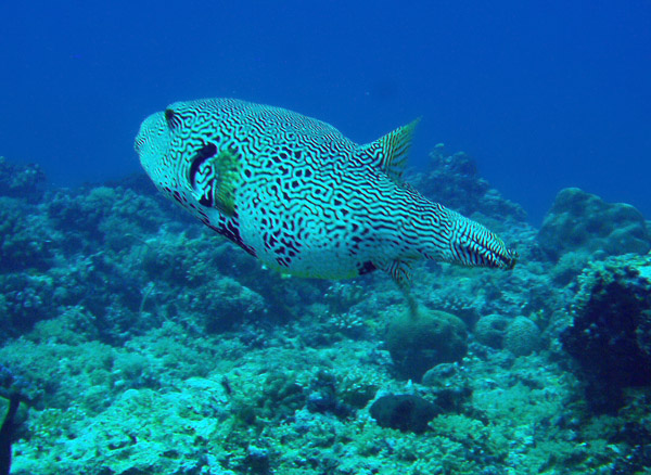 Map Puffer (Arothron mappa) Blue Corner, Palau