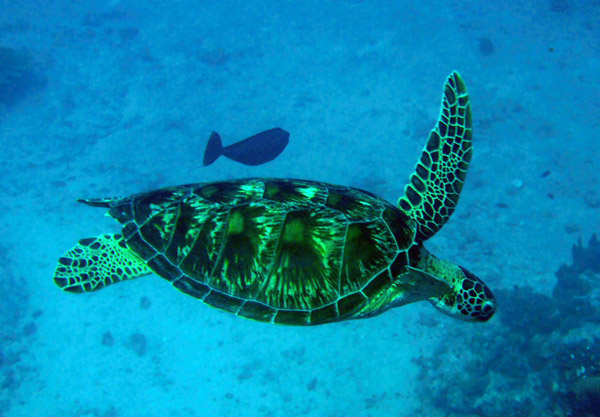 Green Sea Turtle, Blue Corner, Palau