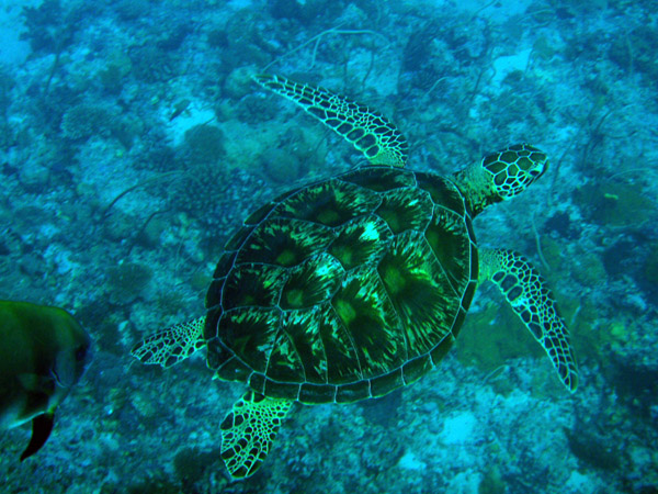 Green Sea Turtle, Blue Corner, Palau