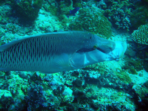 Napoleonfish (Cheilinus undulatus) extending its mouth