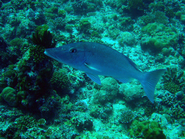 Long-nosed Emperor (Lethrinus olivaceus) Palau