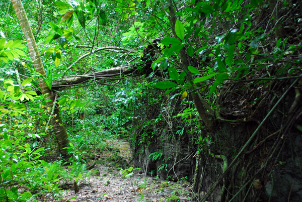 Trail leading off into the jungle, Kemurbeab