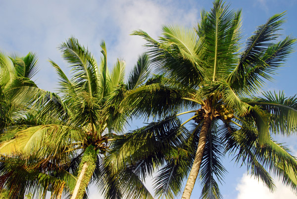 Palm trees, Malakal Island, Palau
