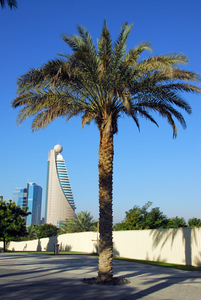 Palm tree, Zabeel Park