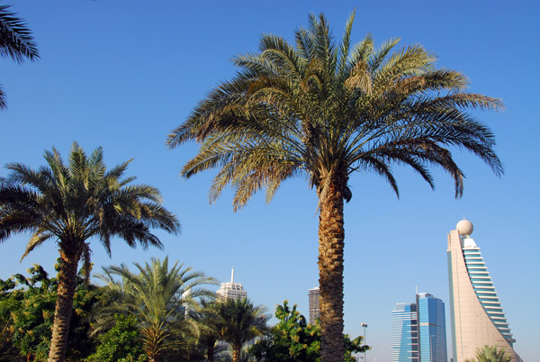 Palm Trees, Zabeel Park