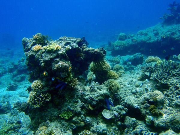 Clear water and healthy reef, Cadlao Tip