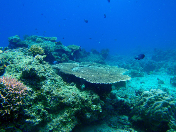 Table coral, Cadlao Tip