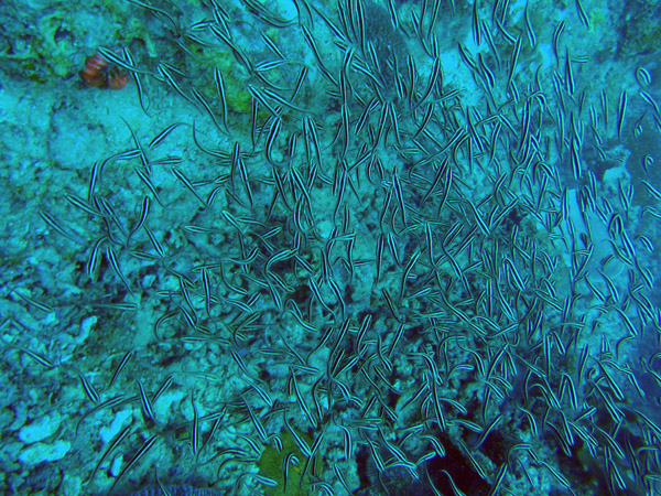 A large school of juvenile striped eel catfish (Plotosus lineatus)
