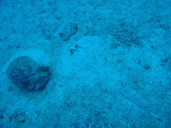 A ray buried in the sandy bottom