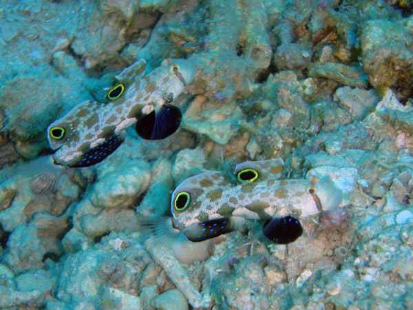 Crab-eyed goby (Signigobius biocellatus)