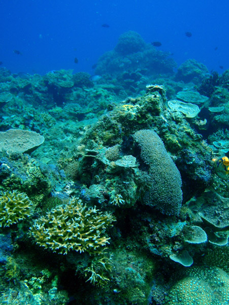 Coral reef, Cadlao Tip, El Nido