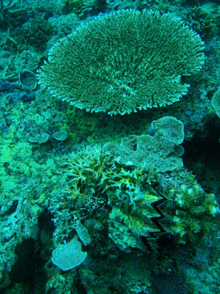 Coral reef, Cadlao Tip, El Nido