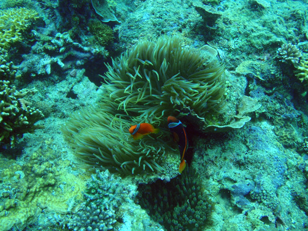 Tomato anemonefish (Amphiprion frenatus)