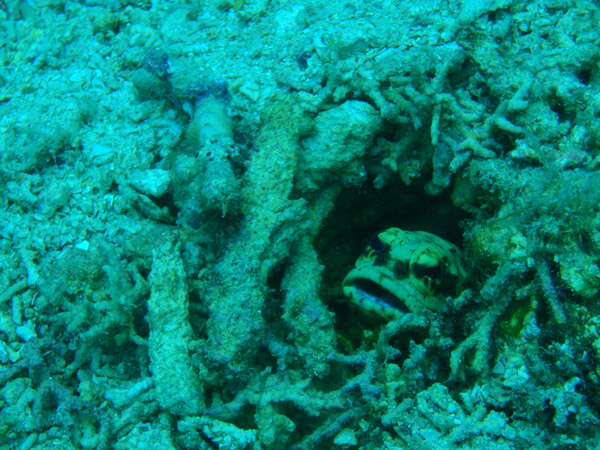 The divemaster had seen this fish brooding with eggs in its mouth before