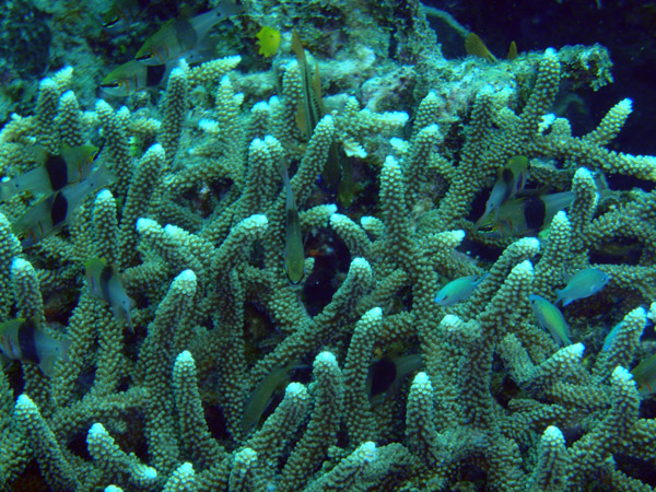 Tiny fish seeking shelter among the hard coral