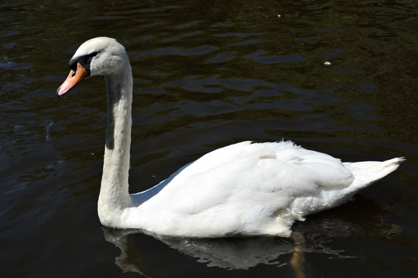 Swan in the Thames