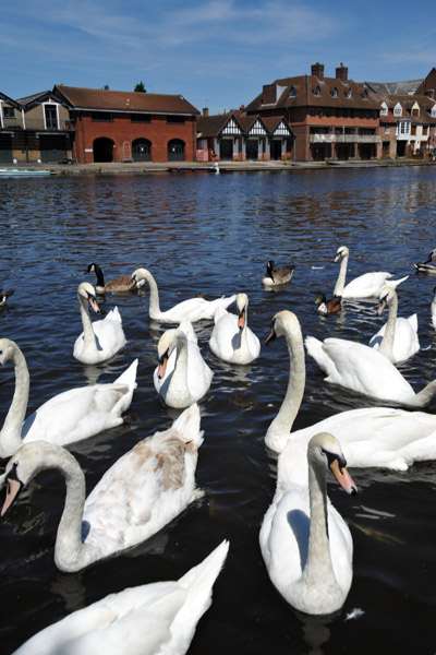 Swans on the Thames