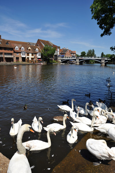 Swans with Eton on the opposite shore