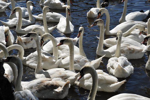 Swans on the Thames are owned by the Crown, or two private companies, the Dyers and the Vinters