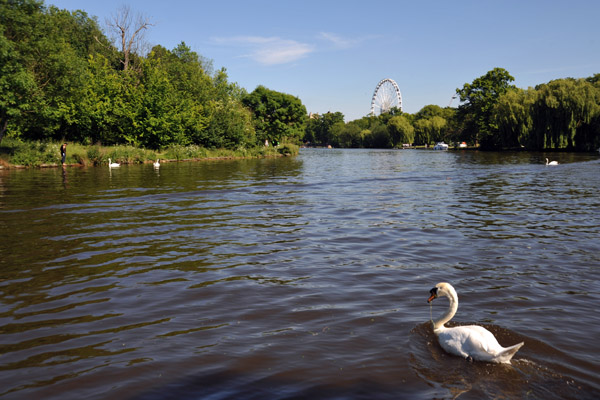 River Thames with a swan by Windsor