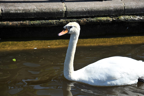 Swan in the Thames, Windsor