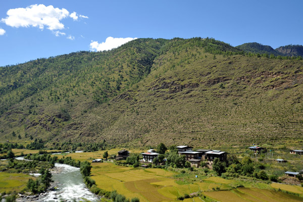 Rice fields along the Wang Chhu near Thimphu