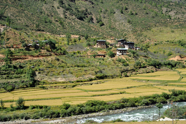 Rice fields along the Wang Chhu near Thimphu