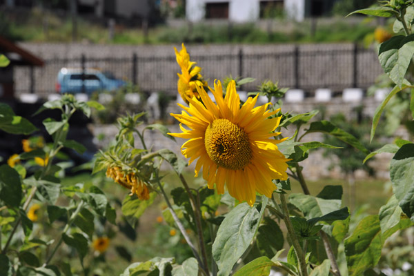 Sunflower in the garden of the National Memorial Chorten