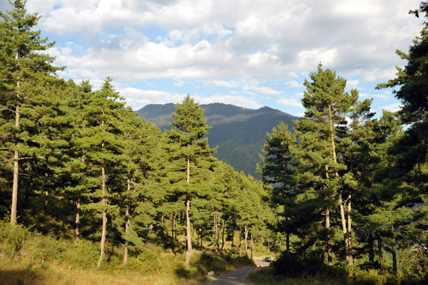 Tree clad hills of Moithang high above himphu