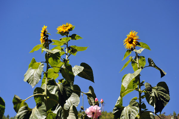 Sunflowers - Thimphu