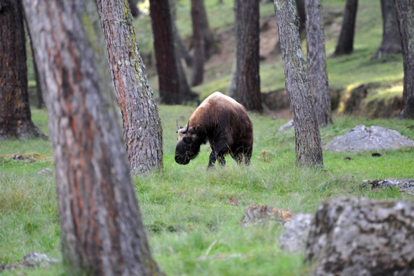 Motithang Takin Preserve, Thimphu