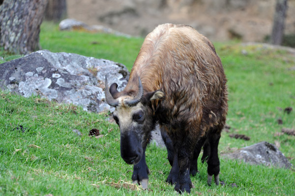 Motithang Takin Preserve, Thimphu