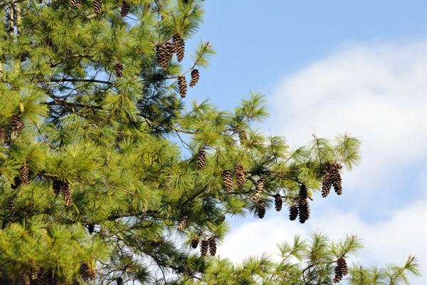 Pine tree with cones, Motithang