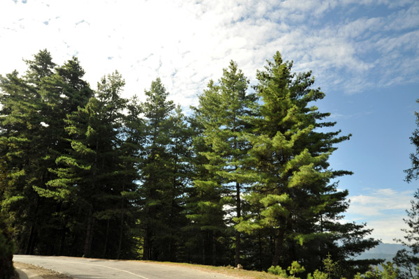 Pine trees along the National Highway of Bhutan