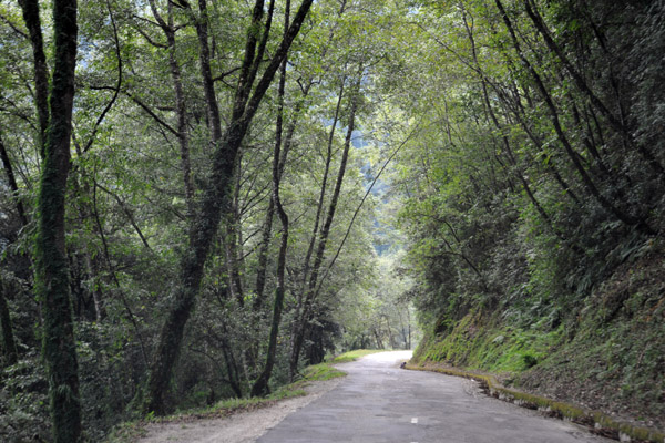 Descending through the mountainside forest, Trashigang-Semtokha Highway