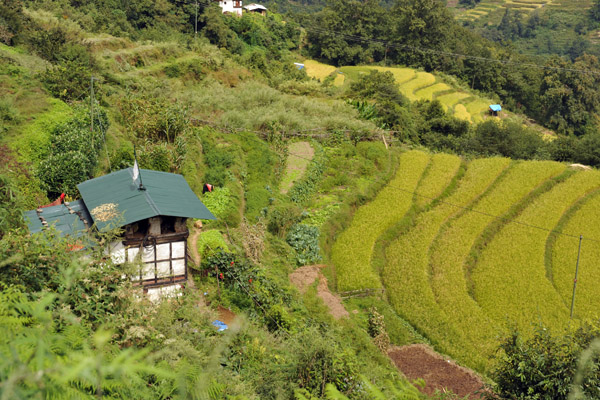 Tiny hillside farmhouse with green rice terraces, Bhutan