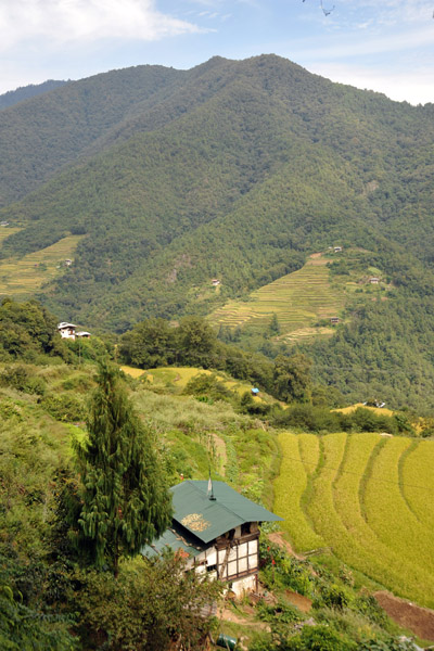 Rice terraces and farmhouse, Bhutan