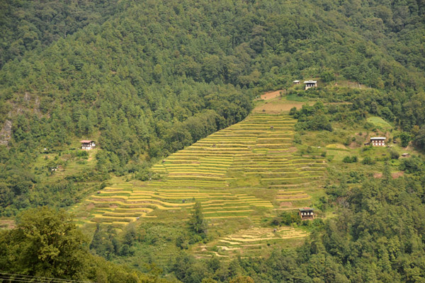Rice Terraces, Bhutan
