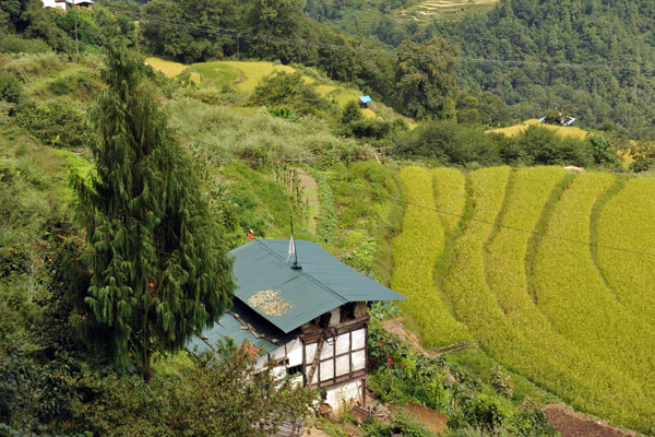 Rice terraces and farmhouse, Bhutan
