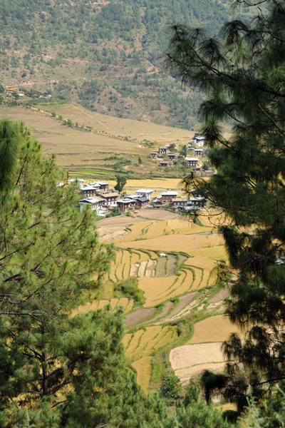 The fields around Chimi Langhkhang