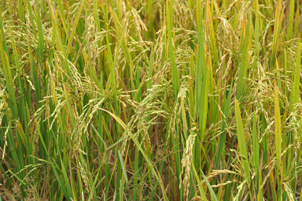 Rice in the field