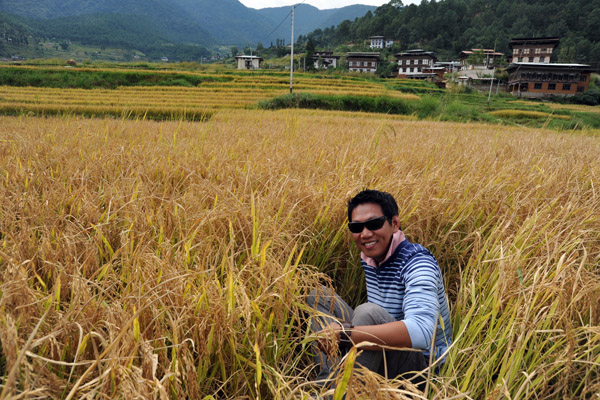 In the rice fields near Lobesa