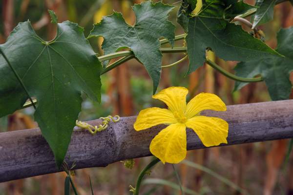 Vine with a yellow flower
