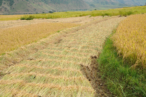 The rice harvest has begun - early October