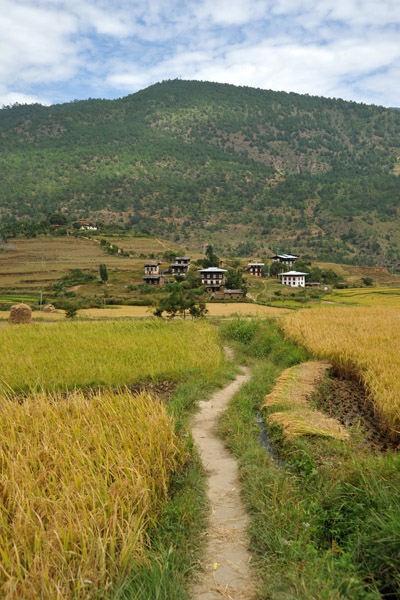 Path through the rice fields